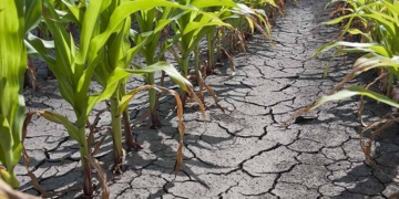 Postveritat climàtica I