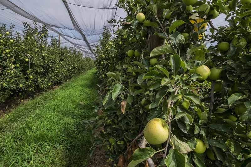 L’Economia rural