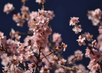 El parany de l’adaptació