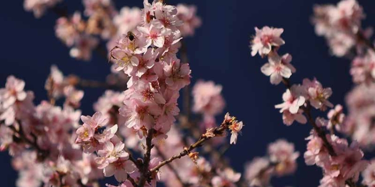 El parany de l’adaptació