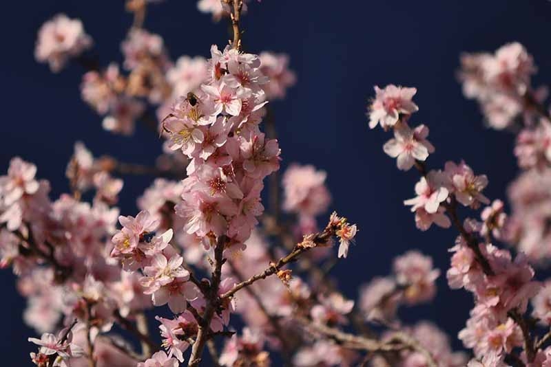 El parany de l’adaptació