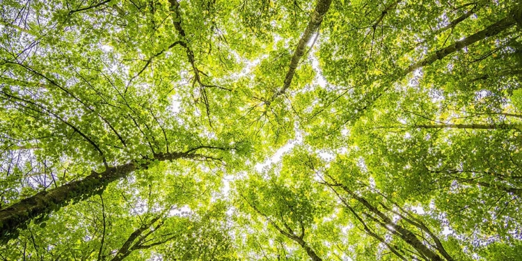 La nova Economia del Benestar (II)