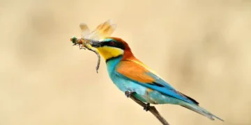 L’estiu silenciós