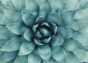 Economia del Benestar (IV)