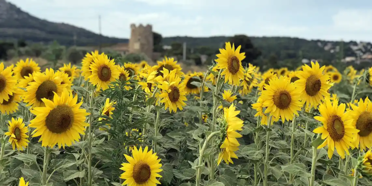 El gira-sol, un paisatge tenyit de groc