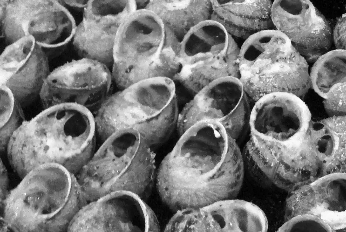 Cargols, anguiles i guatlleres