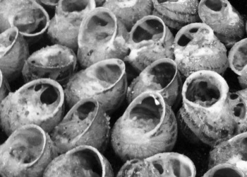 Cargols, anguiles i guatlleres