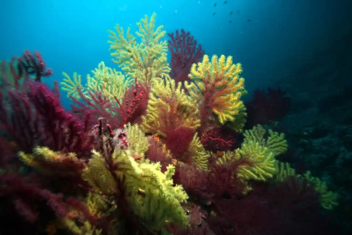 40 anys de l’aprovació de les primeres normes de protecció de la reserva marina de les Illes Medes.