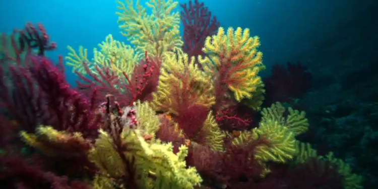 40 anys de l’aprovació de les primeres normes de protecció de la reserva marina de les Illes Medes.