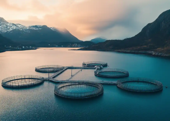 Nous models econòmics: Del caos al bé comú