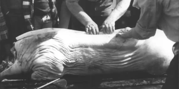 La matança del porc