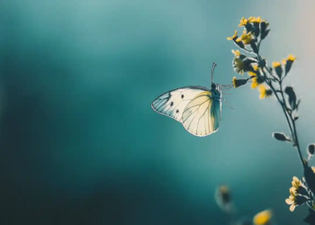 Reflexions Horacianes (II)