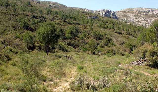 Itineraris amb plantes destacables al PNMMBT (III) La vall de Santa Caterina