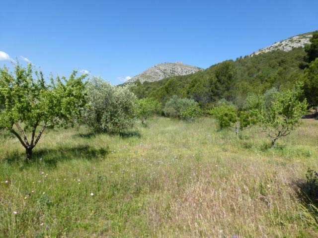 Itineraris amb plantes destacables al PNMMBT (IV) La falda sud del Montgrí