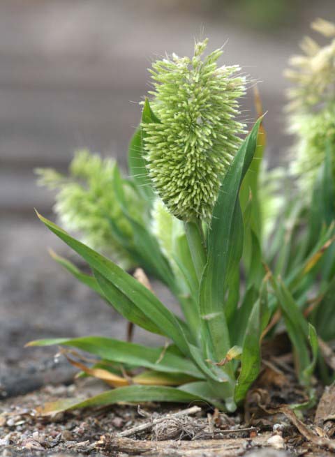 Cua de gos daurada (Lamarckia aurea)