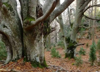 Més que incendis (II)