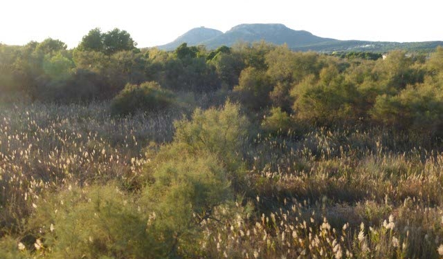 Itineraris amb plantes destacables al PNMMBT (V) El Baix Ter: Ter Vell, el Ter, la Fonollera i els arrossars
