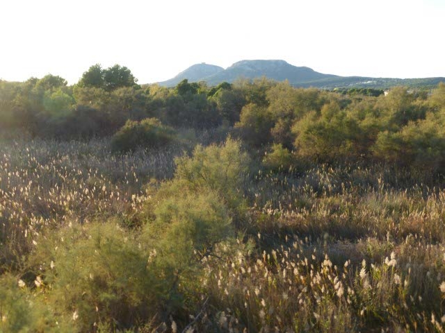 Itineraris amb plantes destacables al PNMMBT (V) El Baix Ter: Ter Vell, el Ter, la Fonollera i els arrossars