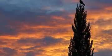 Reflexions Horacianes XII